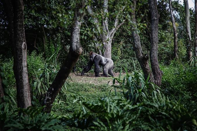 6 Days Luxurious Gorillas and Chimpanzees Tracking